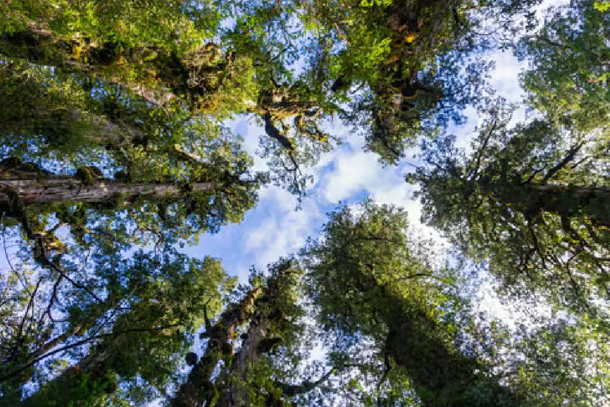 How Biogas is Transforming Cooking and Lighting in Indian Villages